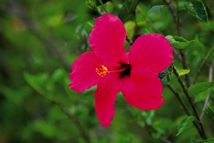 ASEAN National Flowers--الوطنية زهور الاسيان Hibiscus-malaysia