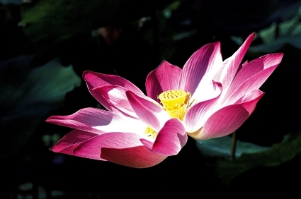 ASEAN National Flowers--الوطنية زهور الاسيان Lotus-viet-nam