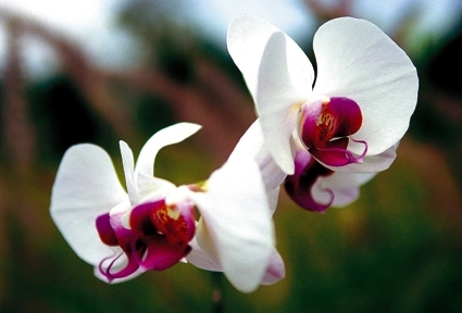 moon-orchid-indonesia.jpg