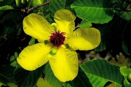 ASEAN National Flowers--الوطنية زهور الاسيان Simpor-brunei-darussalam
